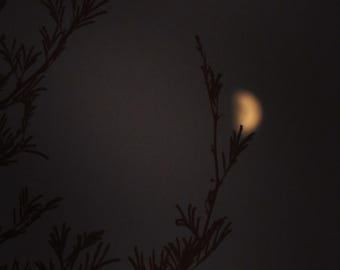 Nature Photography, Moon Photography, Moon, Night, Sky, Dark, Leaves, Crescent, fPOE, Crescent Flame