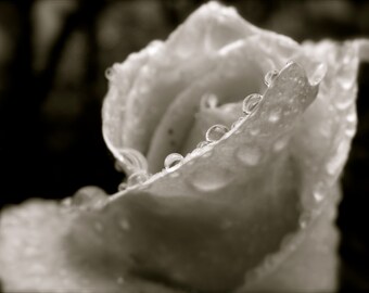 Nature Photography, Flower, Water Drop, Pacific Northwest, Home Decor, Romantic, Valentine's Day, fPOE, Black and White Rose After Rain
