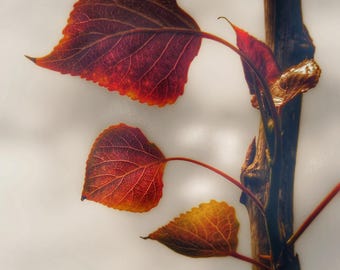 Nature Photography, Leaves, Red, Crimson, Scarlet, fPOE, Fire Leaves