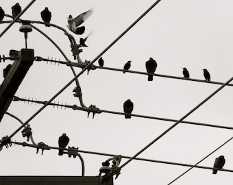 Nature Photography, Bird Photography, Sky, Wire, Black and White, Flight, fPOE, Birds on a Wire