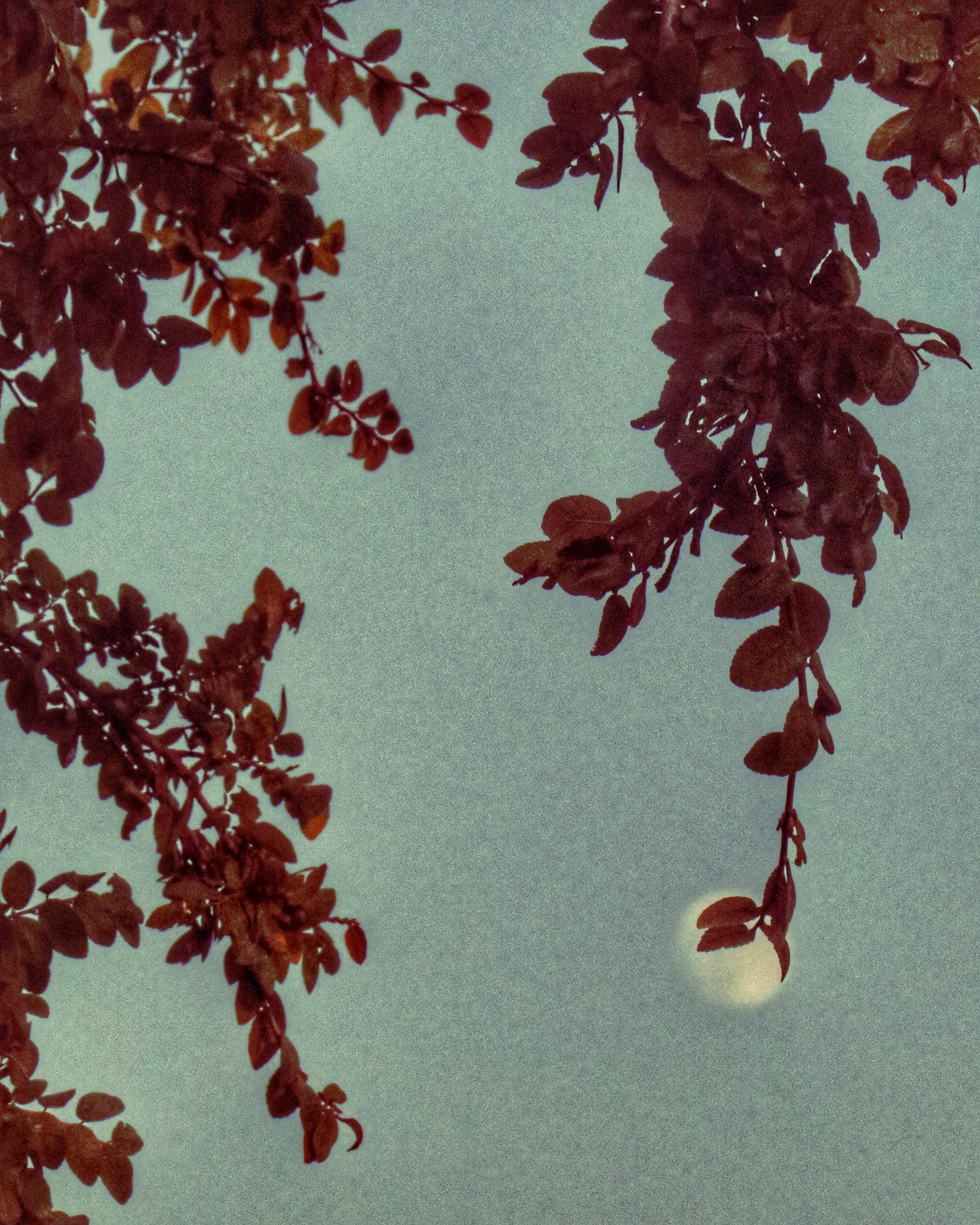 Nature Photography, Moon Photography, Moon, Sky, Orange, Green, fPOE, Moon and Sienna Leaves on Pale Green Sky