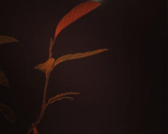 Nature Photography, Moon Photography, Moon, Orange, Sky, Dark, fPOE, Orange Leaves and Lunar Flame
