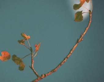 Nature Photography, Moon Photography, Moon, Sky, Orange, Green, fPOE, Moon in Orange Leaves on Green Sky