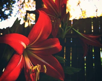Nature Photography, Red, Crimson, Flowers, Lily, Lilies, Texas, fPOE, Red Lilies Against Wood Fence