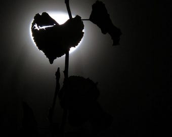 Nature Photography, Moon Photography, Moon, Night, Sky, Dark, Black and White, BNW, fPOE, There's a Crack in Everything