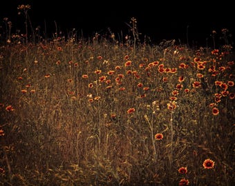 Nature Photography, Flowers, Wildflowers, Night, Night Photography, Dark, Red, fPOE, Wildflowers at Night