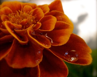 Flower Photography, Marigold, Red, Orange, Petals, Macro, Water drop, fPOE