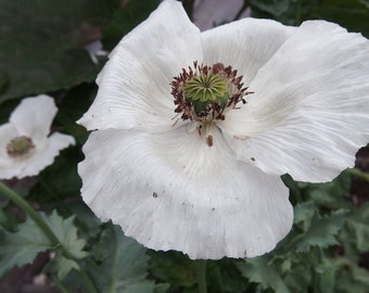 organic white Papaver Somniferum seeds / opium poppy seeds {1000 seeds}