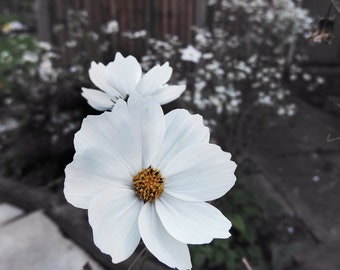 organic white Cosmos Bipinnatus seeds / garden cosmea seeds {50 seeds}