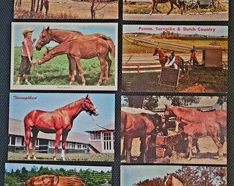 Paarden veulens 15 ansichtkaart veel Amish volbloed Palomino derby Arabische Nashua Whirlaway ranch boerderij ambachtelijke verzamelen