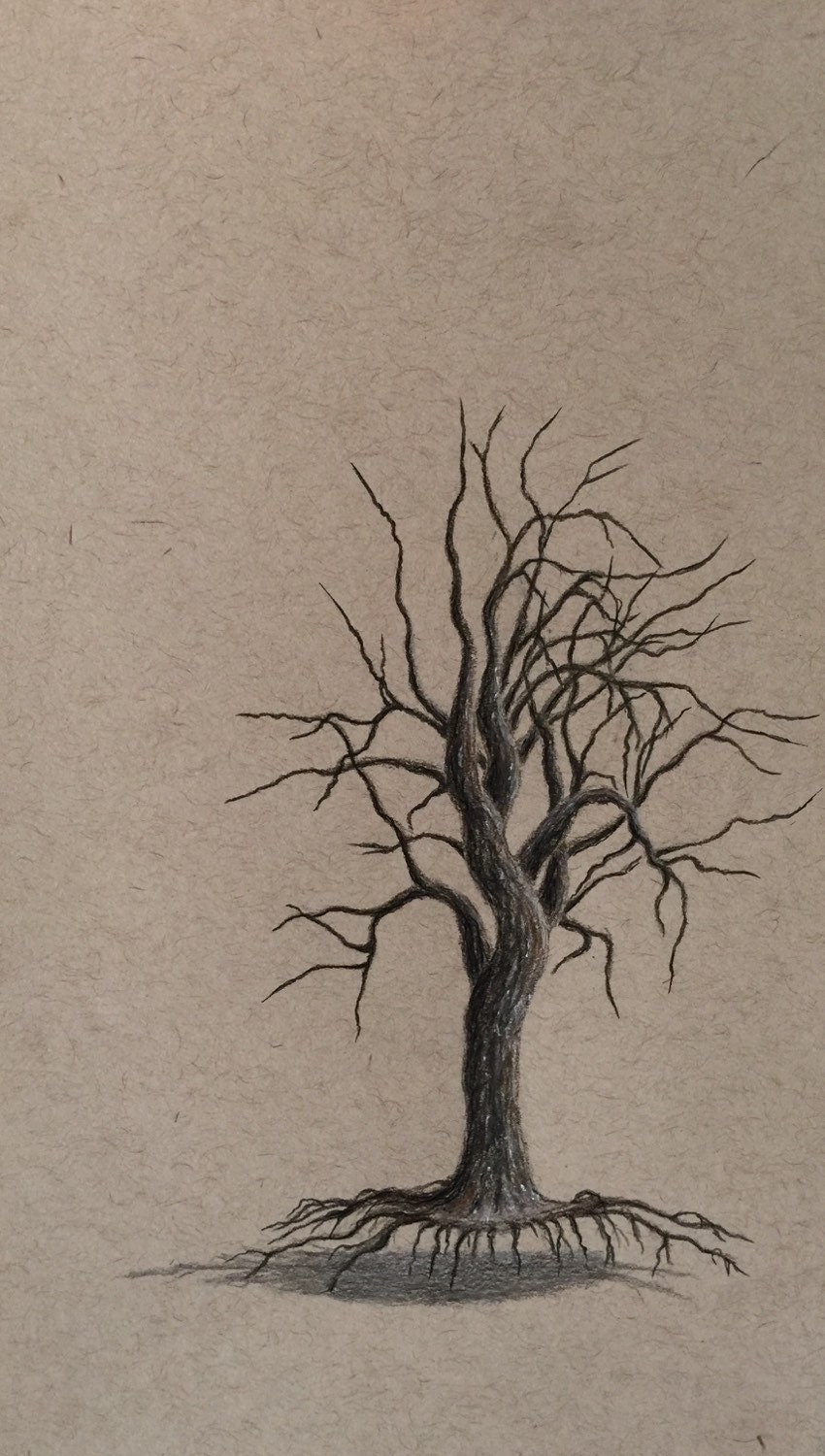 Winter Tree Drawings