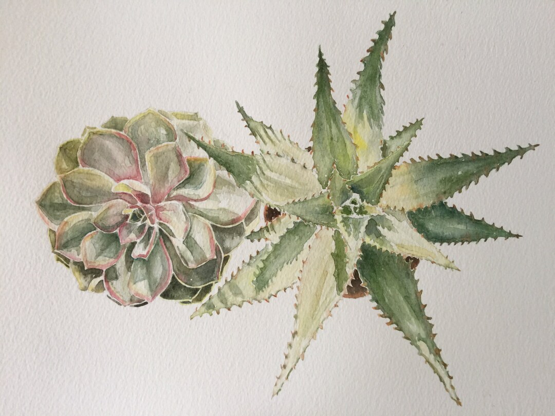 Succulent Painting in Watercolor succulent Watercolor Painting floral