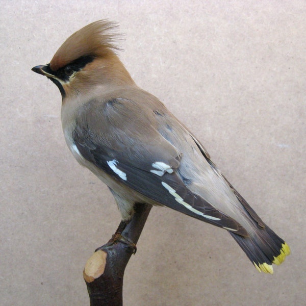 Danish vintage taxidermic bird, Bohemian waxwing