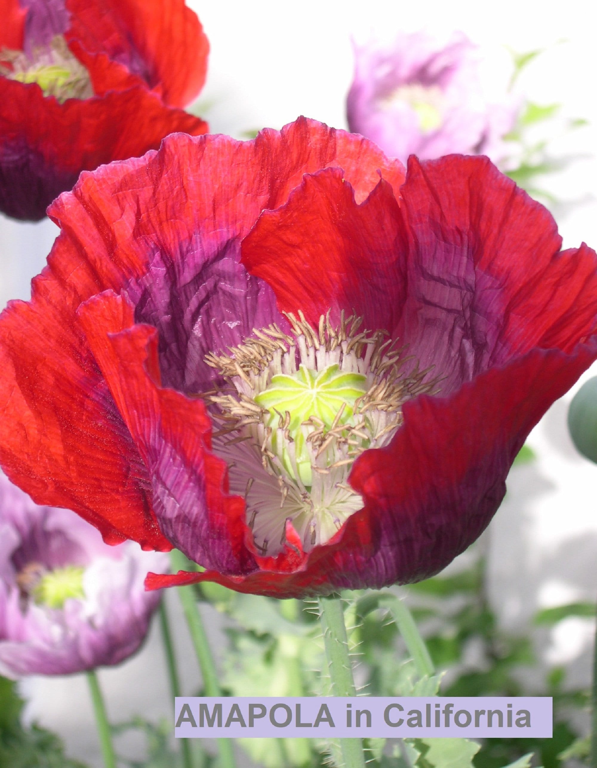 殺す ミュージカル 葉を集める 靴 アマポーラ 冒険家 呼びかける 見落とす