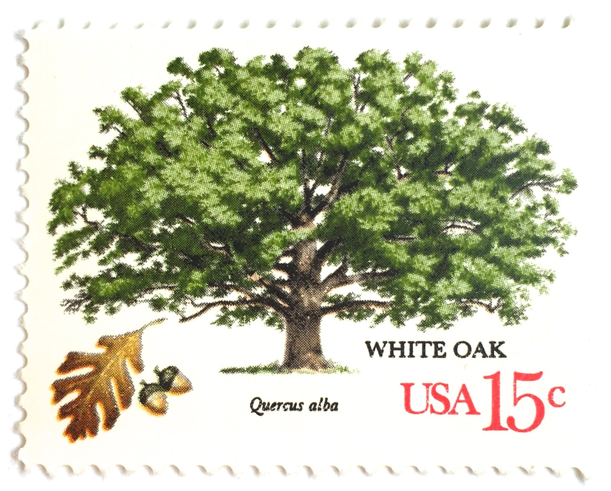 10 Vintage Oak Tree Stamps Unused RARE Vintage White Oak Etsy