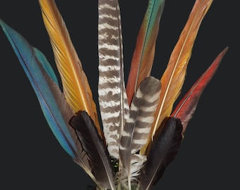 Macaw feather arrangement