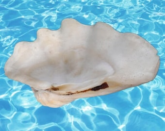 Large Clam Shell Half / Natural Sea Shell