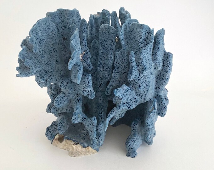 Natural Blue Coral Specimen Coastal Decor Beach House Style Etsy