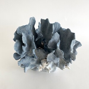 Natural Blue Coral Specimen Beach Decor Coastal Decor Real Coral image 6