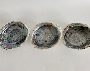 Natural Abalone Shell Beach House Decor Beach Wedding Nautical Decor Coastal