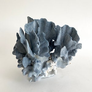 Natural Blue Coral Specimen Beach Decor Coastal Decor Real Coral image 5