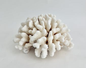 May include: A white, branching coral specimen with a dense, intricate structure. The surface of the coral is covered in small, textured bumps, creating a complex, organic shape that radiates outward from a central base point.