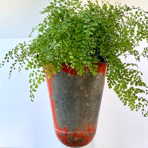 May include: A hanging planter made from a repurposed metal bucket. The bucket is painted red with a distressed finish and has a dark gray interior. A green fern plant is growing in the planter.