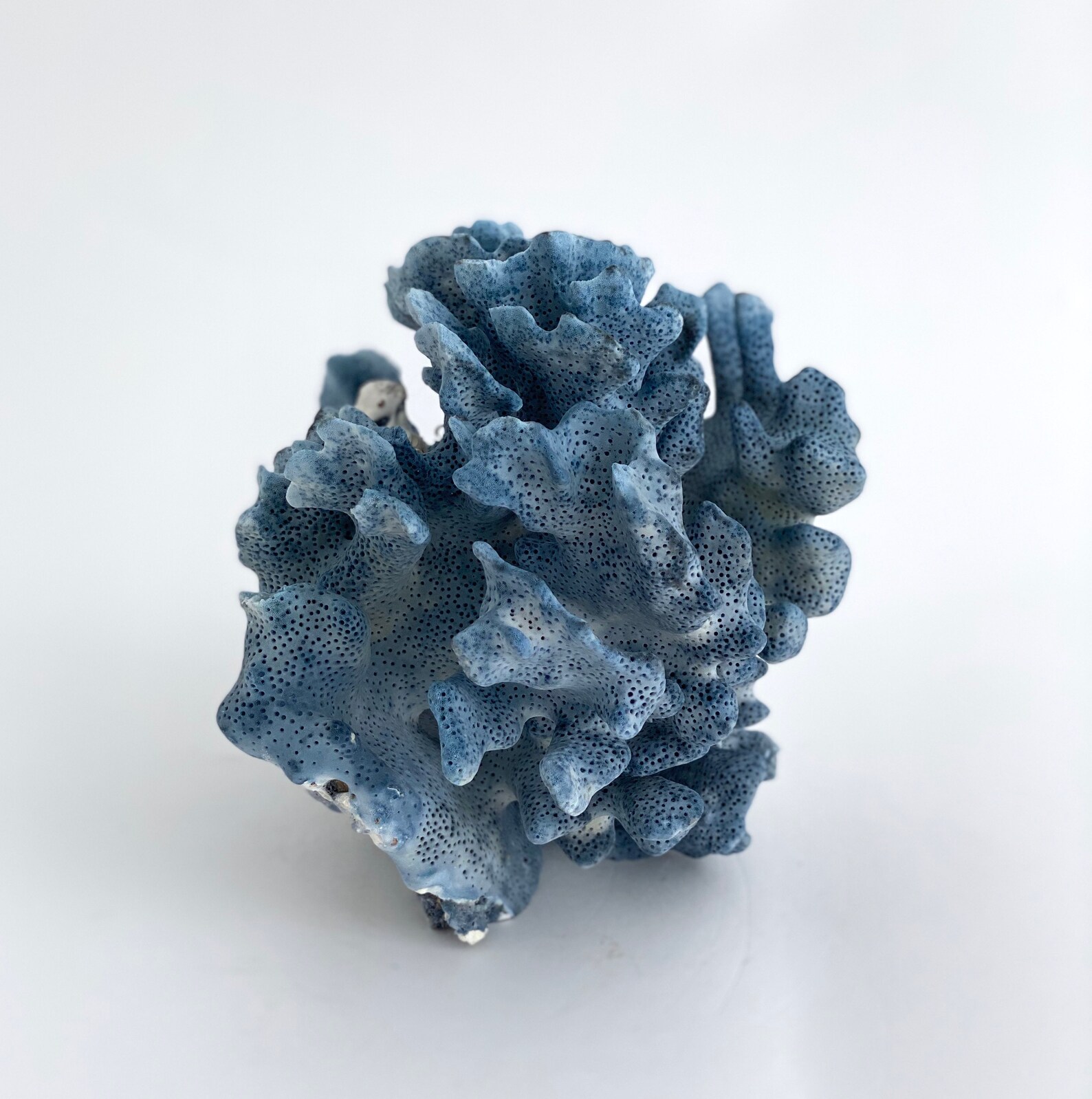 Natural Blue Coral Specimen Coastal Home Decor Beach House Etsy