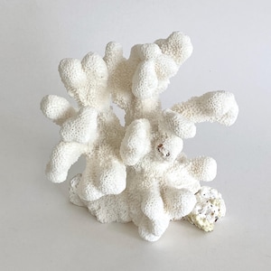 Natural Bright White Coral Specimen Beach House Wedding Coastal Living