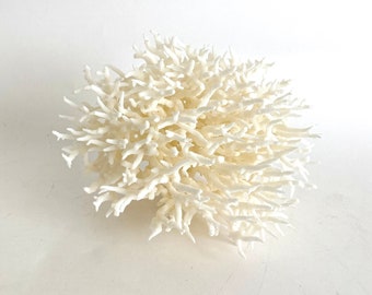 Spécimen de corail naturel nid d'oiseau décoration d'intérieur côtière style plage mariage