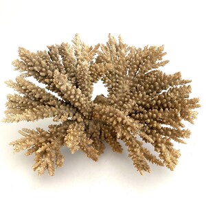 Exceptional Natural Branch Coral Specimen Beach Decor Coastal Decor Ocean Coral