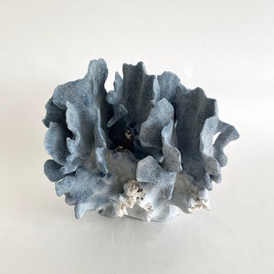 Natural Blue Coral Specimen Beach Decor Coastal Decor Real Coral image 2