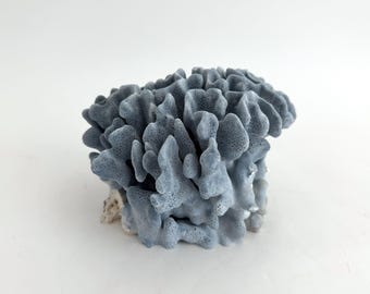 May include: A decorative piece of blue-gray coral with a porous, textured surface. The structure features numerous branching, fan-like formations that create a dense, organic shape. The base of the coral shows lighter, off-white natural tones.