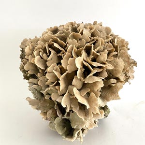 Large Natural Cactus Coral Fragment Coastal Home Beach Decor
