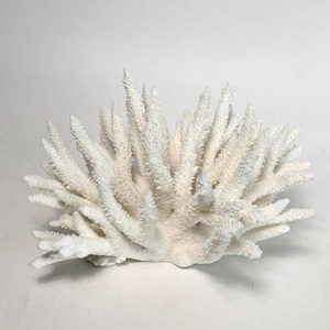 Natural White Coral Specimen Beach Home Decor Coastal Decor