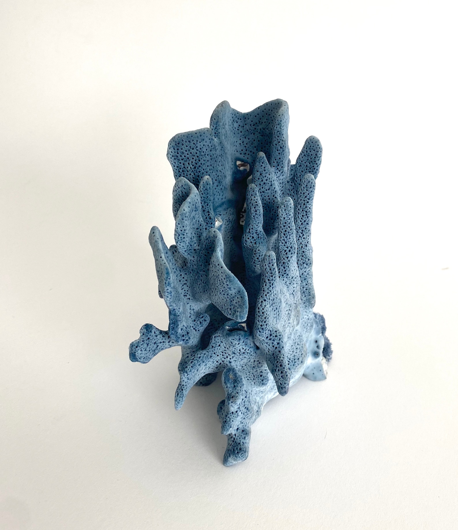 Natural Blue Coral Specimen Coastal Home Decor Beach House Etsy