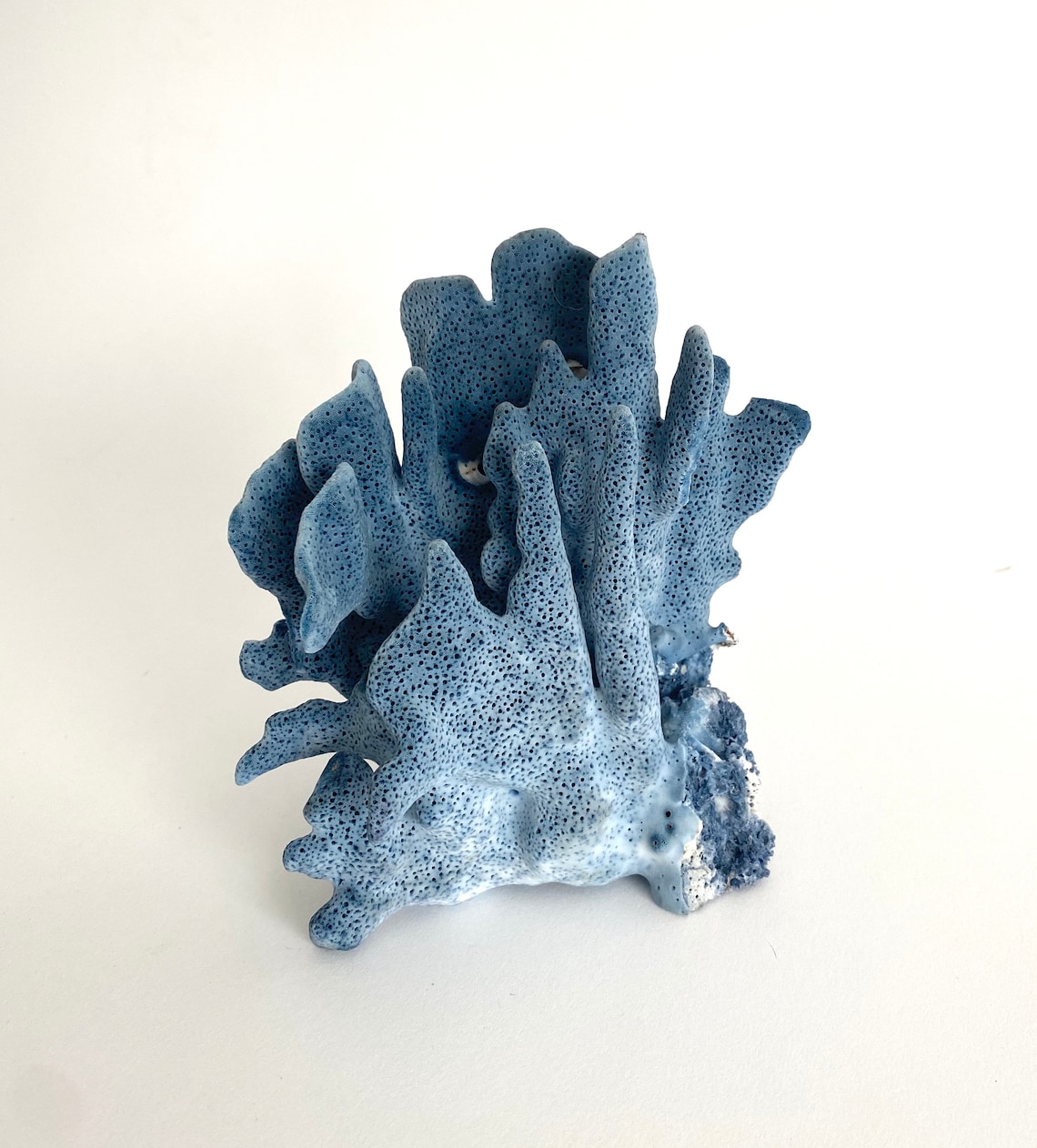Natural Blue Coral Specimen Coastal Home Decor Beach House Etsy