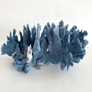Natural Blue Coral Specimen Coastal Beach Decor