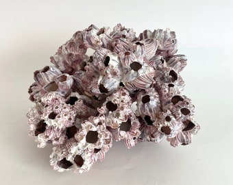 Natural Barnacle Cluster Beach House Decor Coastal Decor