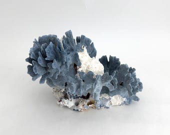 May include: A decorative piece of natural coral featuring a porous, fan-like structure in a muted slate blue color. The base of the coral is composed of a rough, textured white mineral formation that supports the branching blue coral segments.