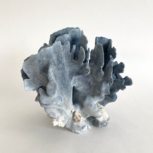 Natural Blue Coral Specimen Beach Decor Coastal Decor Real Coral image 3