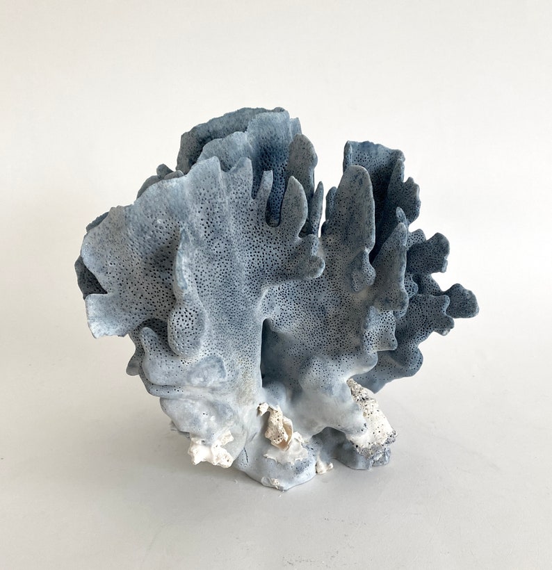 Natural Blue Coral Specimen Beach Decor Coastal Decor Real Coral image 3