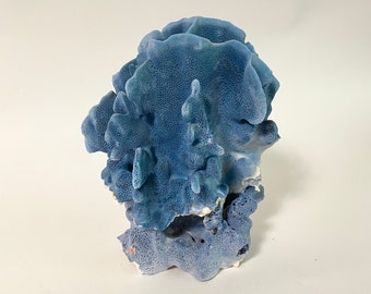 Natural Blue Coral Beach Home Decor Coastal Decor