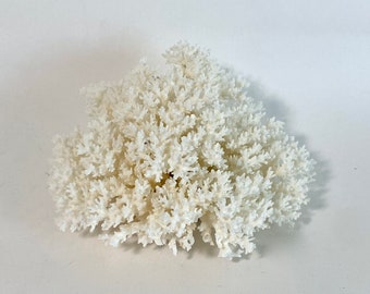 Large Natural White Lace Coral Specimen Beach House Coastal Decor Organic Decor