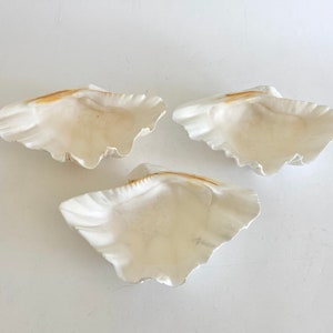 Natural Clam Shell Half Beach Home Decor Coastal Decor
