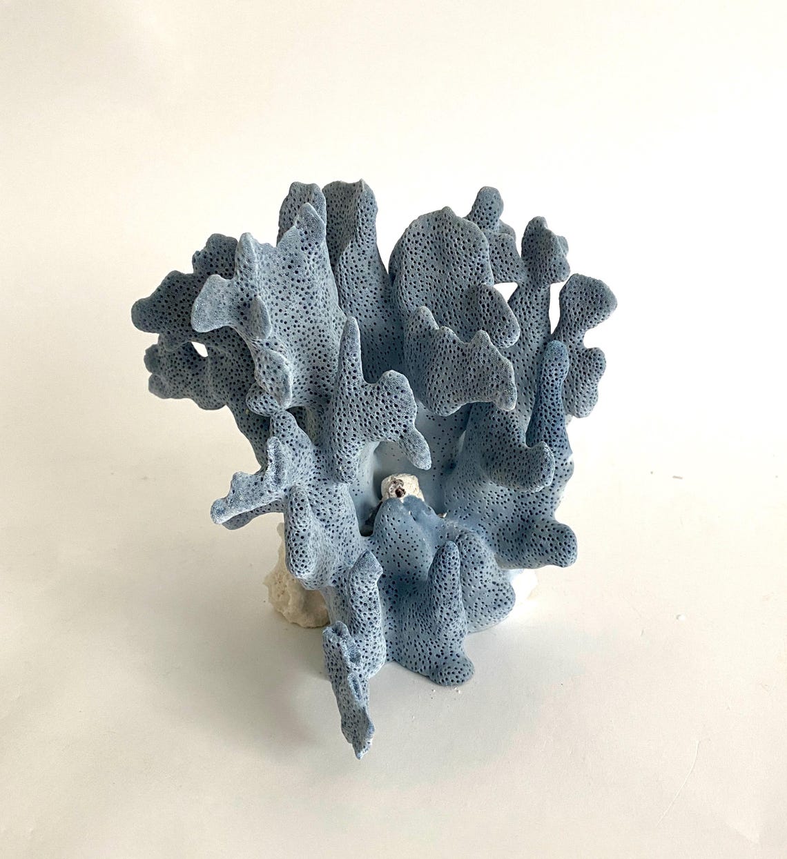 Natural Blue Coral Specimen Coastal Decor Beach House Style Beach