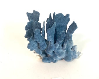 Natural Blue Coral Specimen Coastal Decor Beach Decor