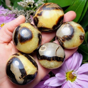 May include: Five polished, round stones featuring a smooth, glossy surface with a distinct color pattern of creamy yellow and deep brown bands. Each stone has a rounded, pebble-like shape with natural variations in the dark brown markings.