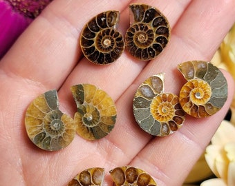 Ammonite Pair / Opalized Ammonite / Ammonite Specimen / Polished Ammonite / Opal Ammonite / Ammonite Fossil / Ammonite Slice / Ammonite