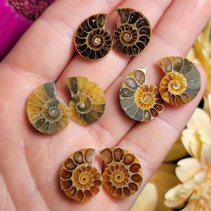 Ammonite Pair - Opalized Ammonite - Ammonite Specimen - Polished Ammonite - Opal Ammonite - Ammonite Fossil - Ammonite Slice - Ammonite